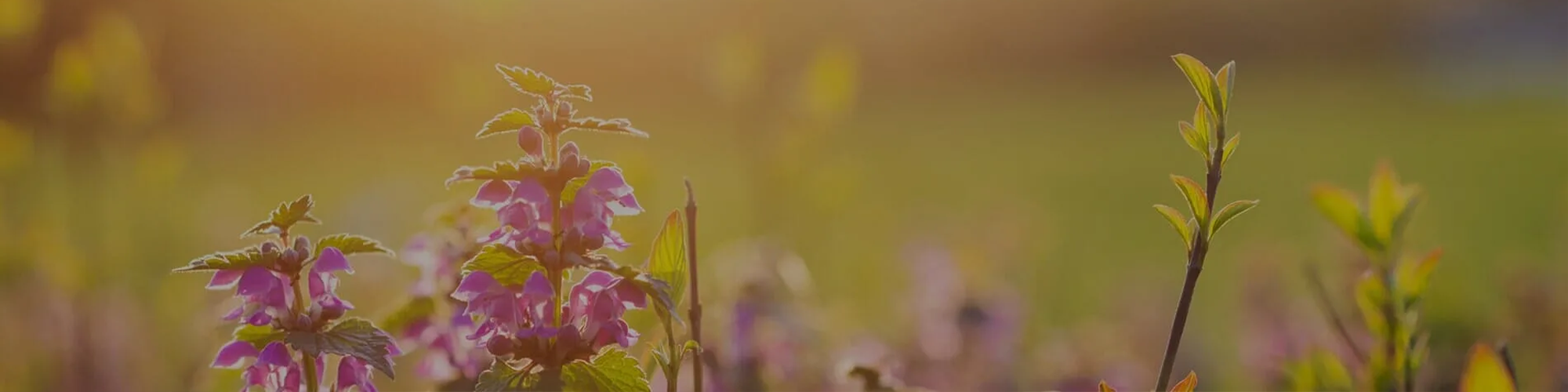 Flowers in a landscape scene